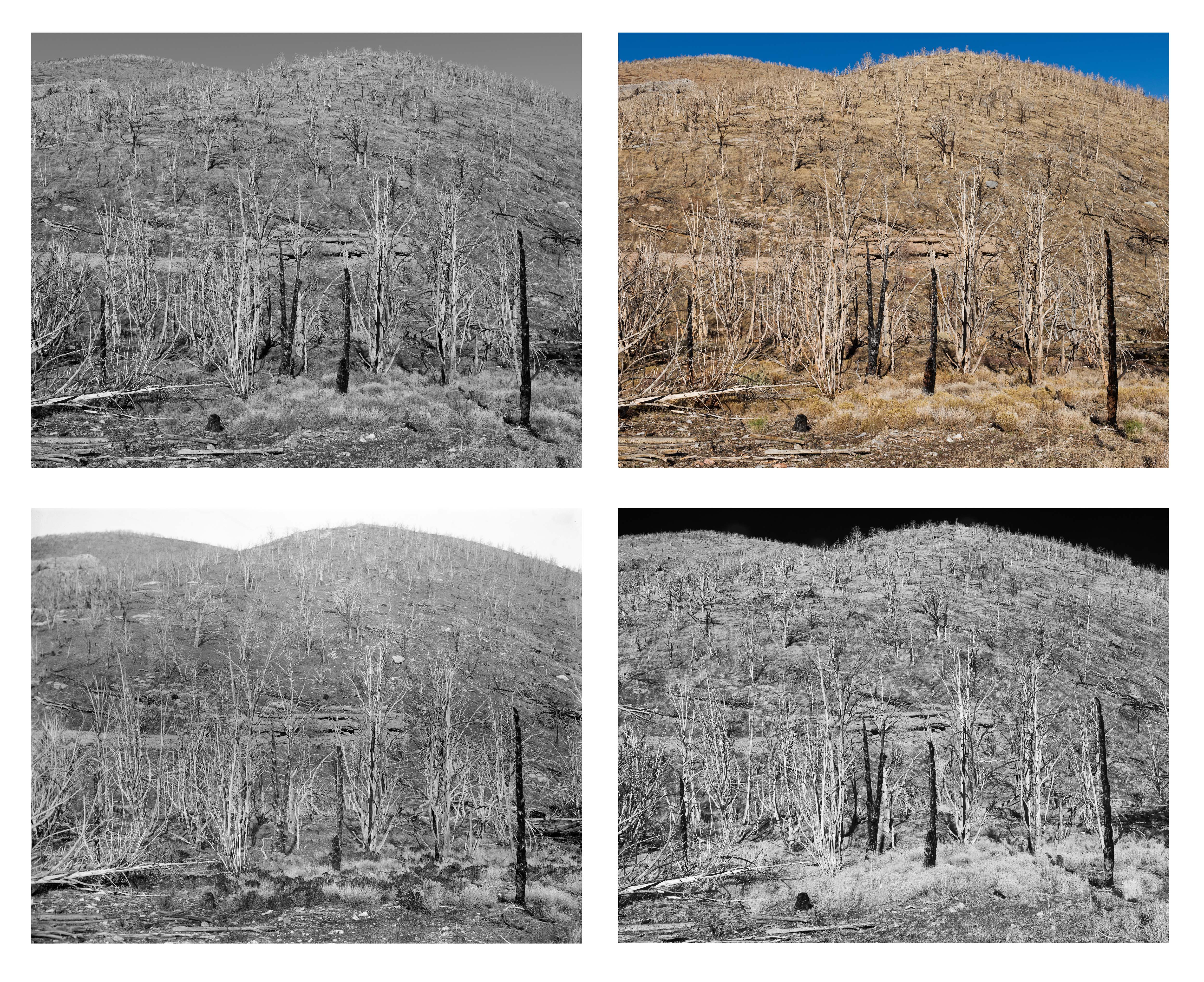 Example of structured grid of photographs taken from the same vantage point but in different wavelengths