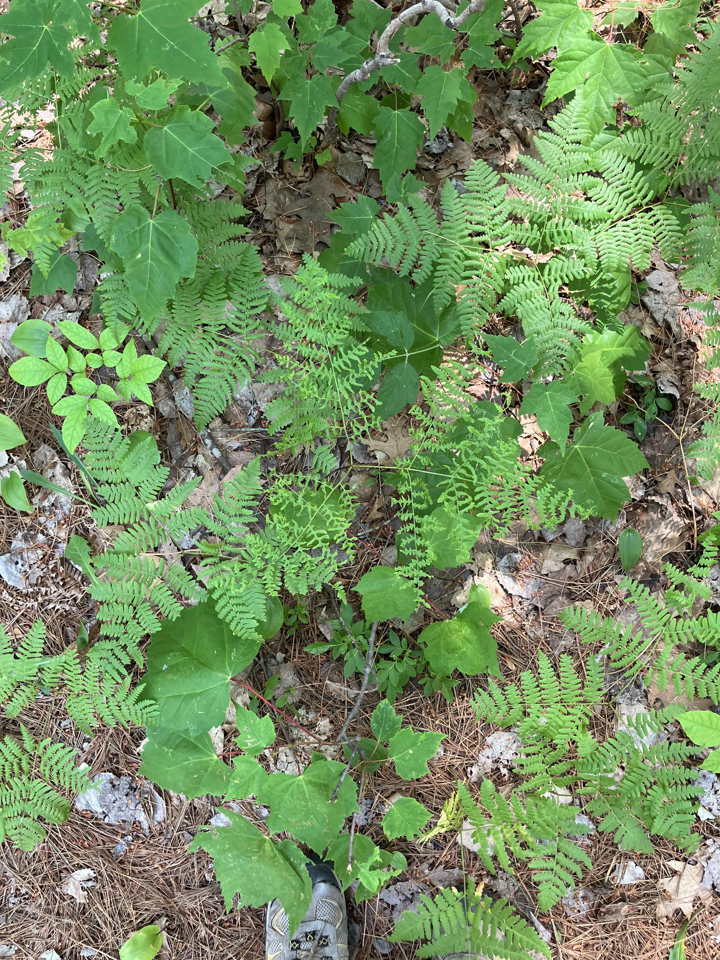 Bracken fern showing signs of infection by Cryptomycina pteridis