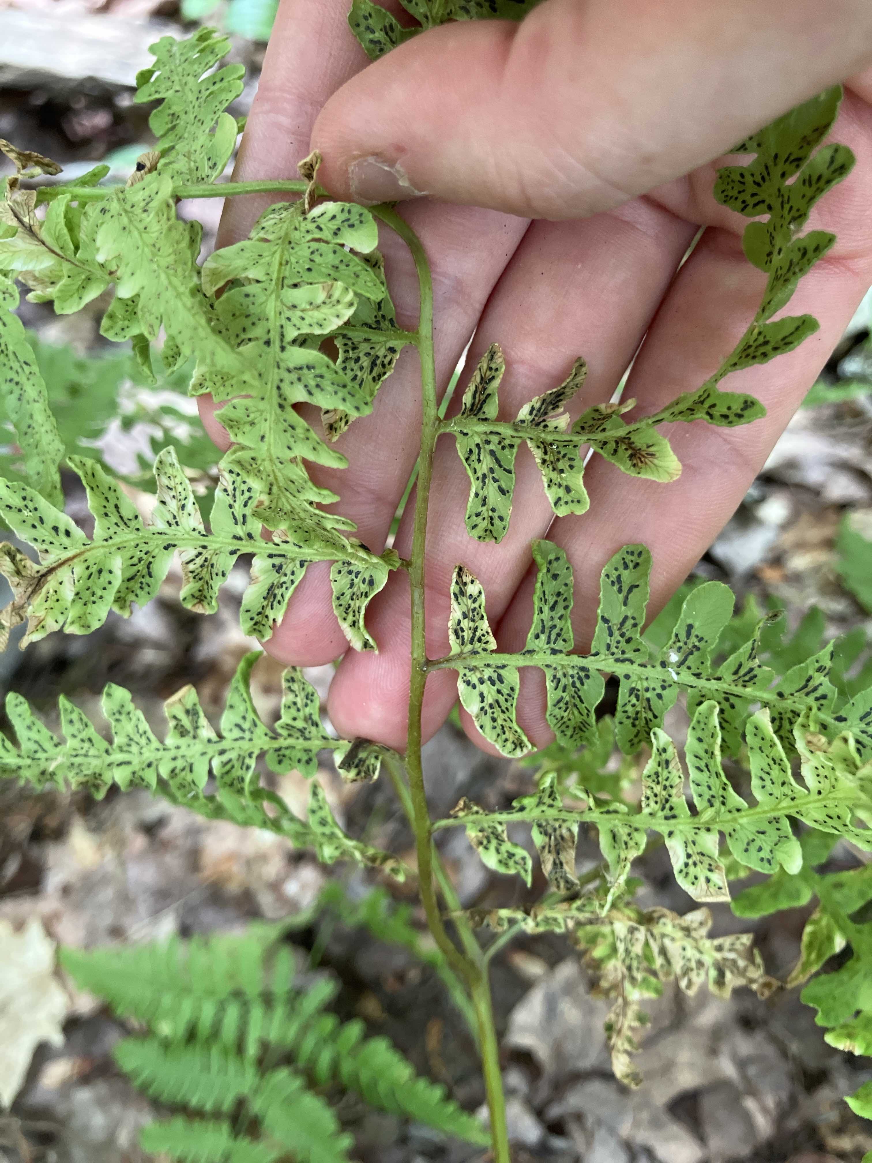 Cryptomycina pteridis - a "lost" plant parasitic lineage found at UMBS