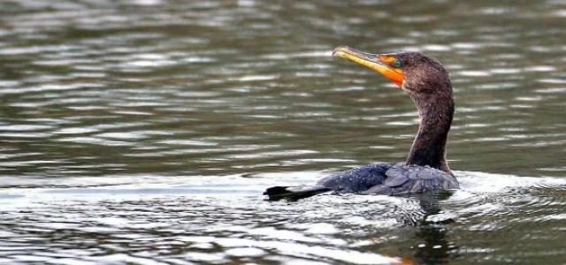 photo from the newspaper “The Post and Courier”, Feb 7, 2015 http://www.postandcourier.com/archives/lawsuit-challenges-special-permit-cormorant-hunt-on-moultrie-marion-lakes/article_9d8c44e0-04fc-5ed0-8f6d-7de8b9e6003d.html